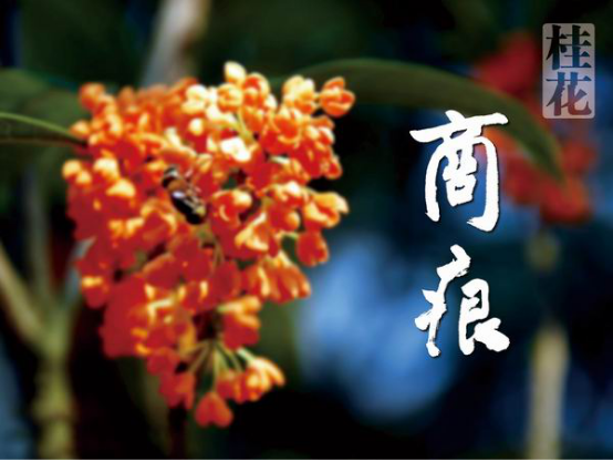 桂花