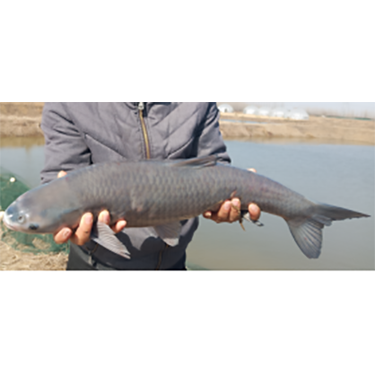 青魚